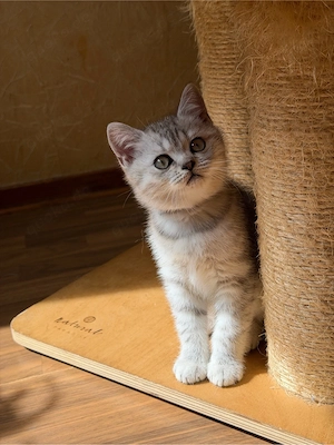 Britisch Kurzhaar (BKH) Kitten, reinrassig, ab 04.09.2026