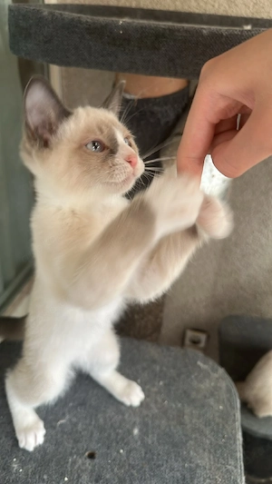 Süße Ragdoll-Mix Katzenbaby Bild 2