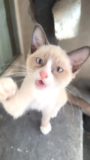 Süße Ragdoll-Mix Katzenbaby
