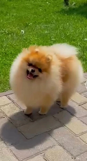 Pomeranian Zwergspitz Teddy-Typ (Bear Face) 