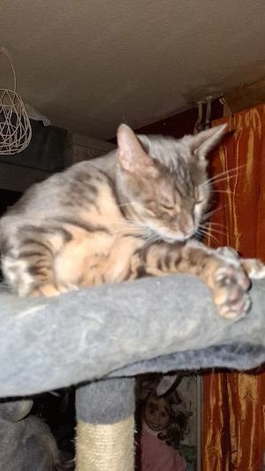 Bengal und Kartäuser Kater 