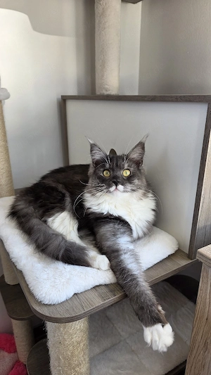 Maine Coon zuverkaufen 