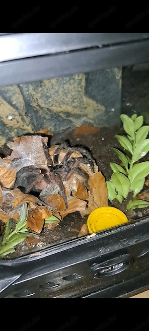 1.0 Ephebopus cyanognathus Bild 2