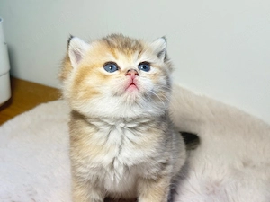 BKH  Kitten Golden shaded & weiß  