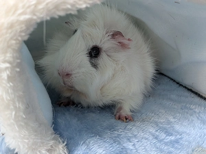 Meerschweinchen sucht neues Zuhause