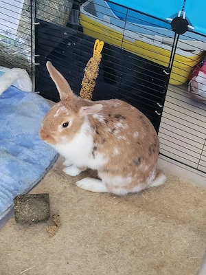 2 Zwergkaninchen suchen neues Zuhause