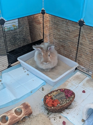 2 Zwergkaninchen suchen neues Zuhause