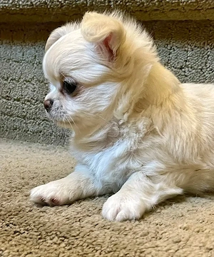 Liebevolle Chihuahua-Welpen suchen ihr Für-immer-Zuhause