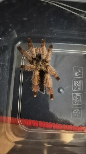 Psalmopoeus pulcher 0.1 (Weibchen) ENZ 2021 Bild 2