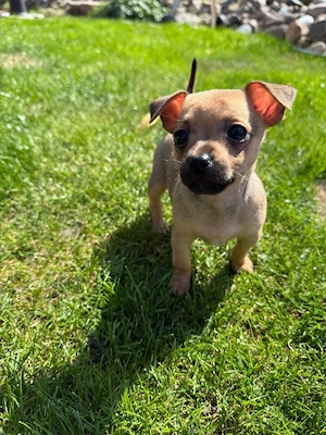 Anzeige: Zuckersüße Toy Terrier Welpen suchen ein neues Zuhause!