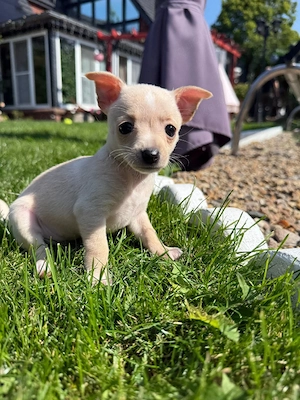 Anzeige: Zuckersüße Toy Terrier Welpen suchen ein neues Zuhause!