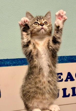 Rassemix-Kitten
