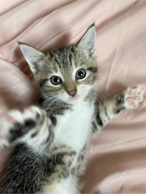 4 Katzenbabys  Bild 4