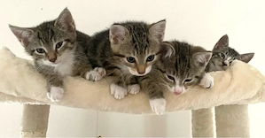 4 Katzenbabys  Bild 5