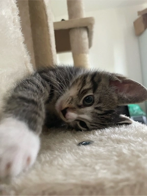 4 Katzenbabys  Bild 2