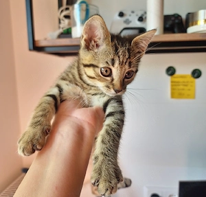 2 monaten katze 