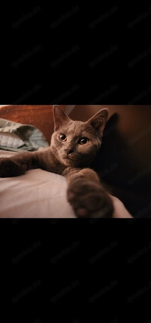 BKH Kater 