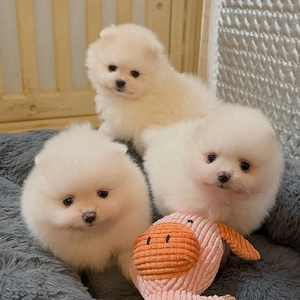 Gesunde Spitz-Welpen aus der Schweiz.