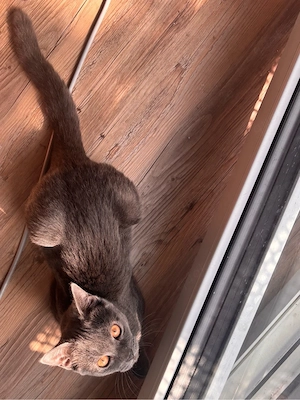 Süßer grauer BKH Kater, 6 Monate alt Bild 2