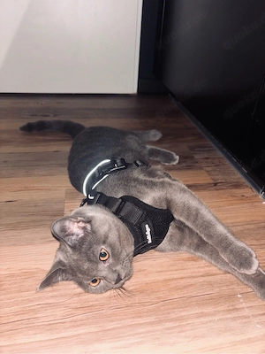 Süßer grauer BKH Kater, 6 Monate alt Bild 3