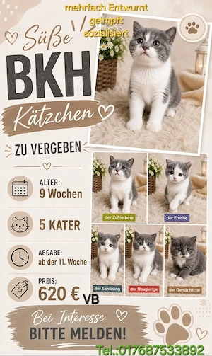 BKH Kitten