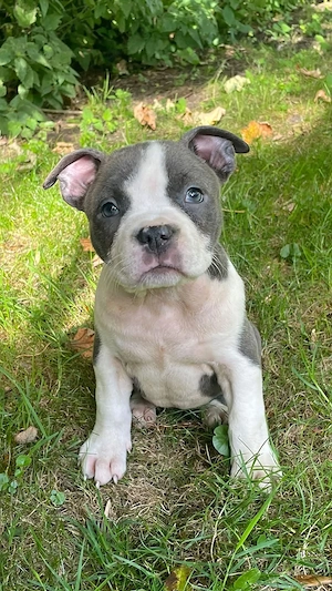 Süße American Bully Hündin