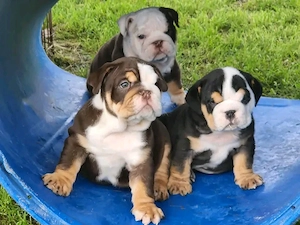 Englische Bulldoggenwelpen   Jetzt reservieren