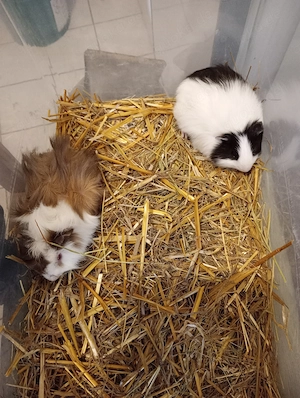 Meerschweinchen 