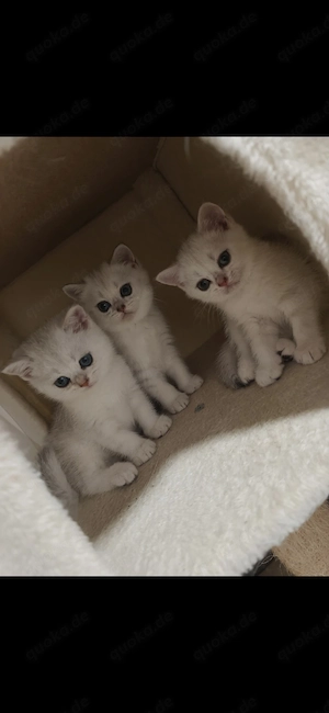 BKH Kitten