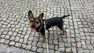 Leo 1 jahr alt York mir sucht neues zur Hause 