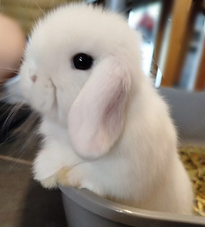 kleinbleibende zahme Minilop Zwergwidder Kaninchen Zwergkaninchen Widder Widderzwerg Hase Häsin Baby