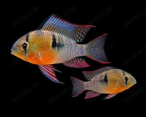 Bolivianische Schmetterlingsbuntbarsche Mikrogeophagus altispinosa 