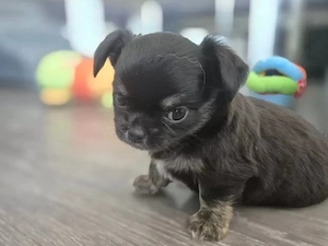      Chihuahua-Welpen   liebevolles Für-immer-Zuhause gesucht