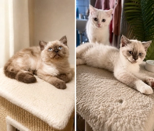 BKH Kitten zur Abgabe 