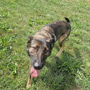 Potter, Schäferhundmix, 2 Jahre, lieb, hundeverträglich 