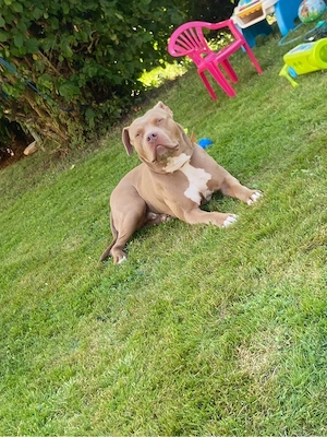 American Bully Rüde