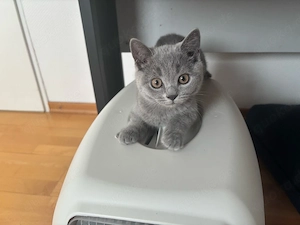 Britisch Kurzhaar Kitten