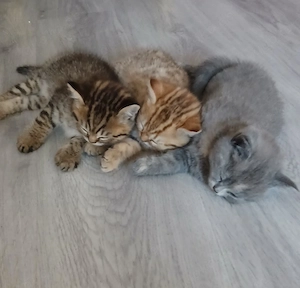kleine Pfingst Rabauken suchen neuen Wirkungskreis!(Bkh Kitten)