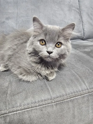ABHOLBEREIT Wunderschönes BLH (BKH Langhaar) Kitten in der Farbe Blue sucht ein liebevo