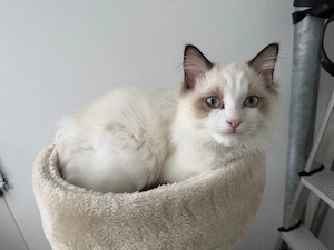 Ragdoll Kater geb.9.5.26