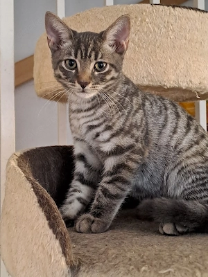 BKH Mix Kitten