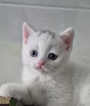 BKH Babykatze mit unterschiedliche Augenfarben   