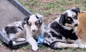 Mini-Aussie  reinrassig ohne Papiere 