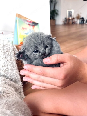 Wunderschöne BKH Kitten
