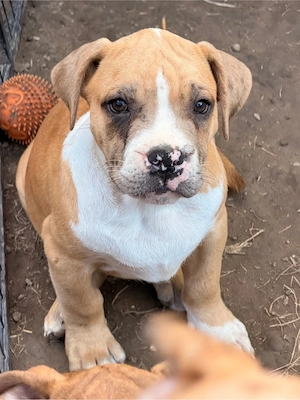 American Bully XL Welpen (m+w, 12 Wochen)