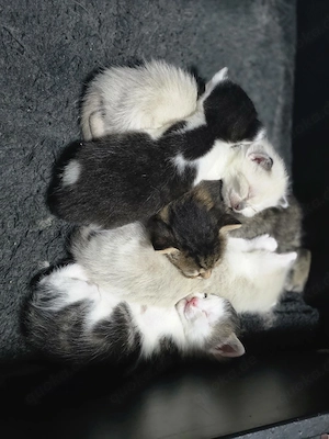 Babykatzen,Katzenbabys,Kitten