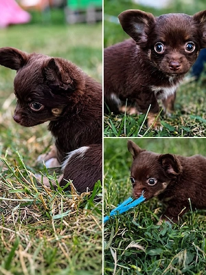 Chihuahua Welpen 