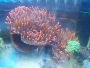 Kupferanemone