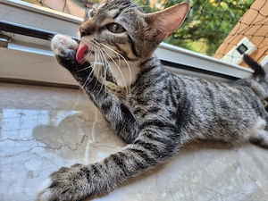 Toni & Miau   zwei Kitten suchen gemeinsam ein liebevolles Zuhause