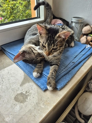 Toni & Miau   zwei Kitten suchen gemeinsam ein liebevolles Zuhause
